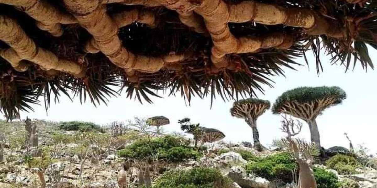 Socotra Tour Packages: Socotra Pioneer Tours