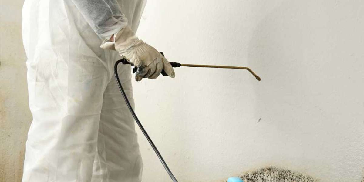 Bright and Fresh: Rainbow Mold Removal Services Transform Your Space