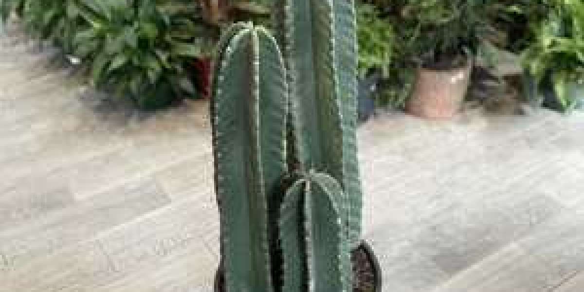 Transforming Your Patio with Peruvian Apple Cactus Arrangements.