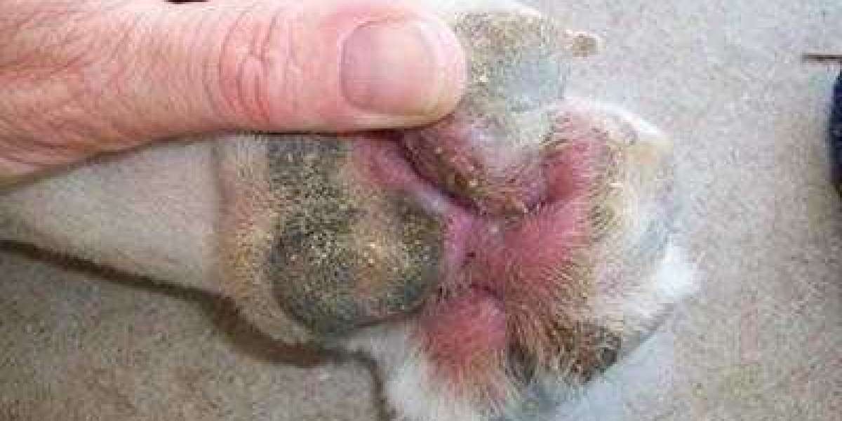 Understanding Canine Pododermatitis: Why Are Dog Paws Red Between Toes?